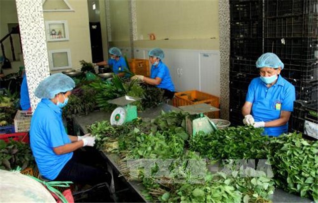 Nông sản Việt chờ tiếp sức từ gói 100.000 tỷ đồng