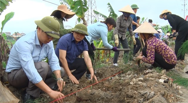 Phường Phương Đông trồng trên 2.000 cây phi lao bảo vệ môi trường