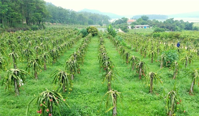 Điểm tựa vững chắc của nông dân Uông Bí