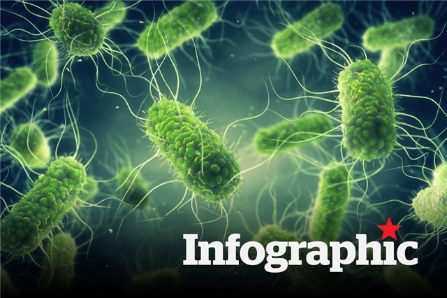 Vi khuẩn Salmonella và những điều cần biết