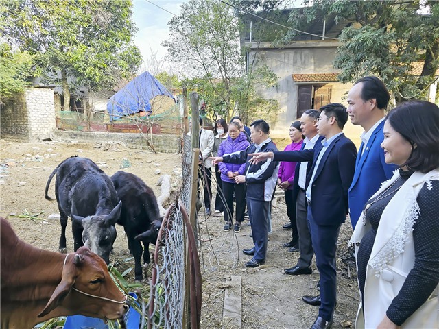 Tổng kết mô hình nuôi bò lai sinh sản bằng phương pháp thụ tinh nhân tạo tại phường Bắc Sơn, Vàng Danh