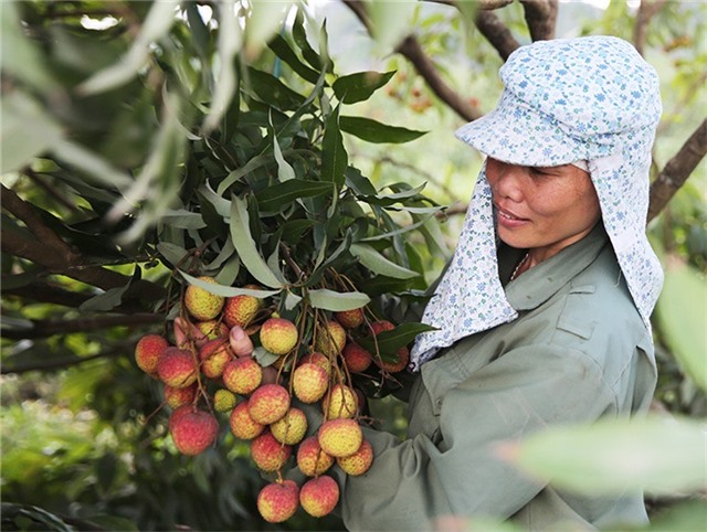 Thành phố Uông Bí xây dựng phương án đánh giá khả năng sản xuất và tiêu thụ nguồn nông, lâm, thủy sản