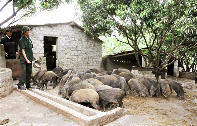 Cựu chiến binh Uông Bí giúp nhau giảm nghèo, làm kinh tế giỏi