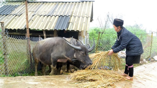 Sa Pa chủ động chống rét sớm cho gia súc