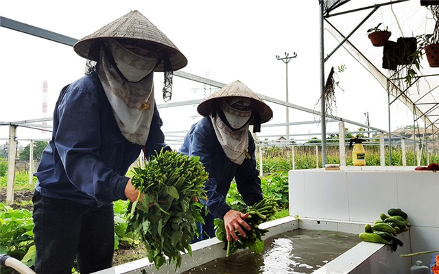 Mô hình trồng rau an toàn ở Bắc Sơn (Uông Bí)