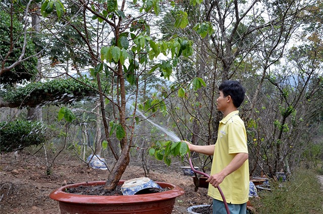 Mai vàng Yên Tử sẵn sàng "bung sắc"