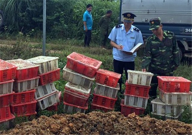 Tiêu hủy 900 con chim bồ câu nhập lậu