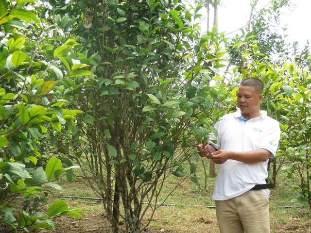 Quảng Ninh: Đã hình thành một số vùng sản xuất rừng tập trung