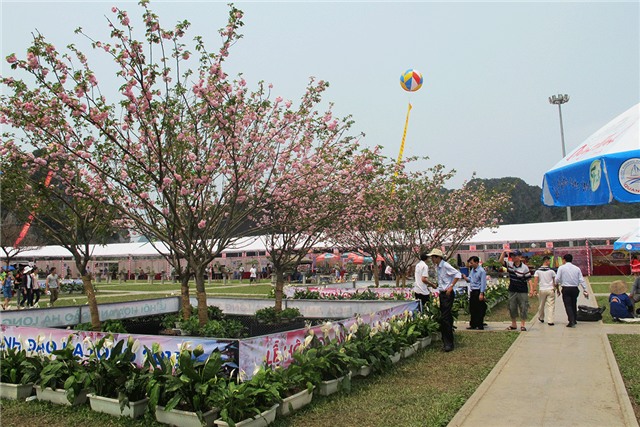 Triển lãm trên 5.000 cành, cây hoa anh đào Nhật Bản và mai vàng Yên Tử