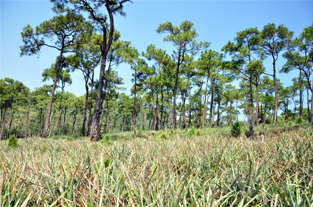 UBND tỉnh chỉ đạo tăng cường công tác phòng cháy, chữa cháy rừng