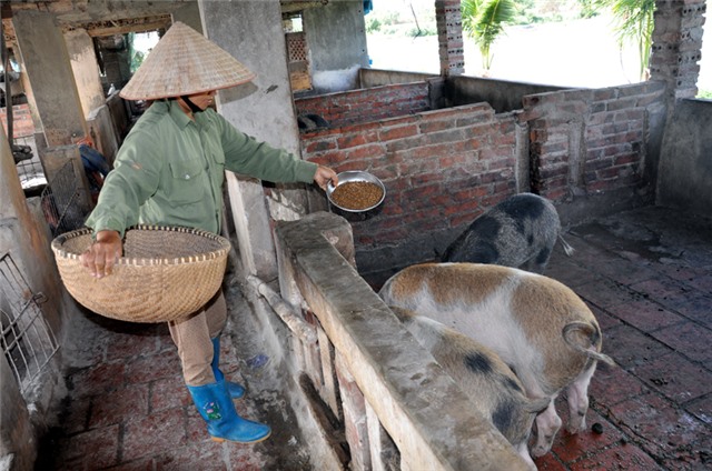 Tăng cường hỗ trợ việc tiêu thụ sản phẩm thịt lợn trên địa bàn tỉnh