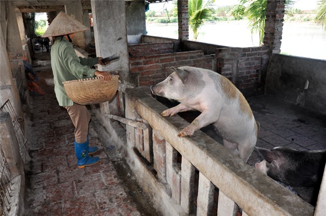 Khuyến cáo người chăn nuôi không nên tăng đàn lợn vào thời điểm này