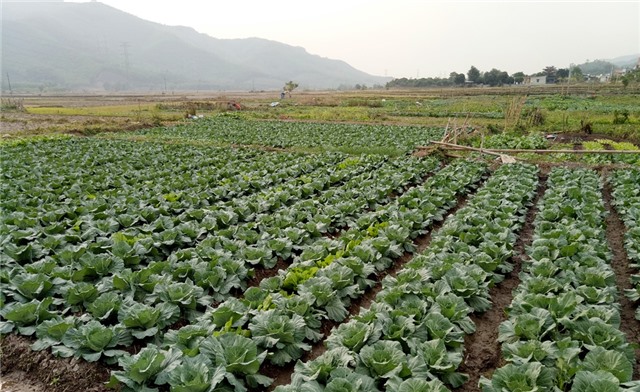 Thượng Yên Công: Đa dạng các mô hình sản xuất