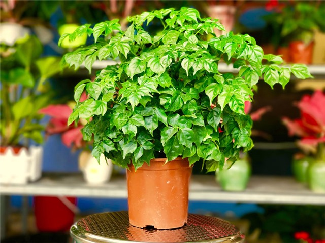 Thế giới hoa - cây cảnh văn phòng, gia đình tại Chợ Cảnh Uông Bí