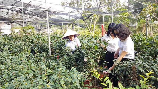 Thành công từ trồng hoa, cây cảnh