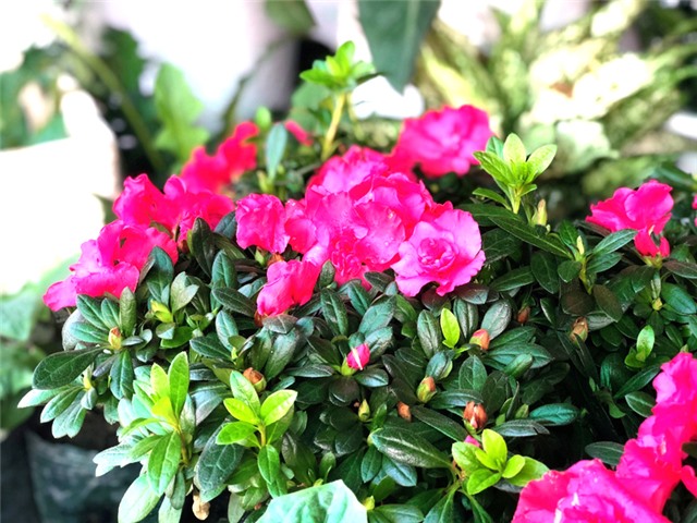 Rực rỡ sắc hoa Chợ Cảnh