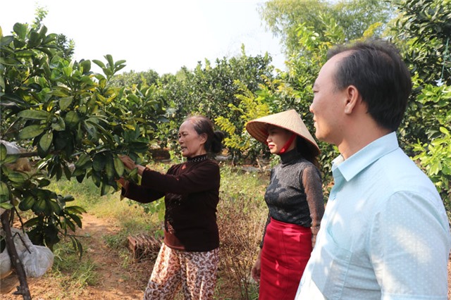 Phường Phương Đông: Hiệu quả từ mô hình trồng bưởi Diễn