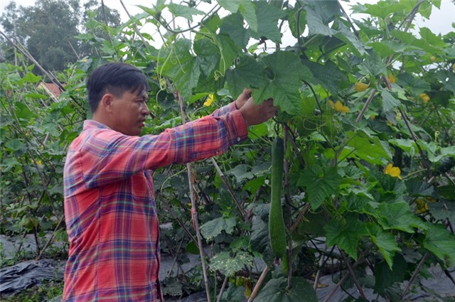 Trồng rau an toàn ở HTX Nông nghiệp Hương Việt