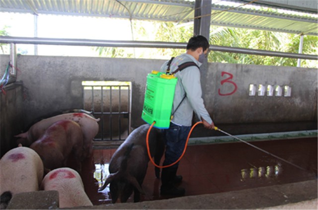 Uông Bí đưa các điểm giết mổ gia cầm nhỏ lẻ vào cơ sở giết mổ tập trung