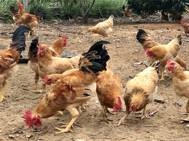 Kiểm tra tiến độ thực hiện thí điểm Đề án nuôi gà ri vàng rơm