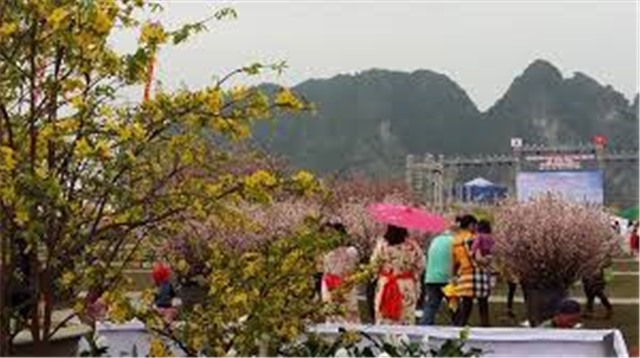 Anh Đào, Mai Vàng khoe sắc, sẵn sàng cho Lễ hội năm 2018