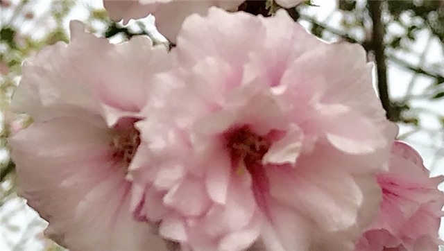 Bổ sung 50 cây Anh đào Nhật Bản cho lễ hội hoa Anh đào - Mai vàng Yên Tử