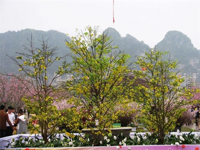 Lễ hội hoa anh đào - mai vàng Yên Tử 2018: “Hợp tác và phát triển - Điểm đến của thành công”