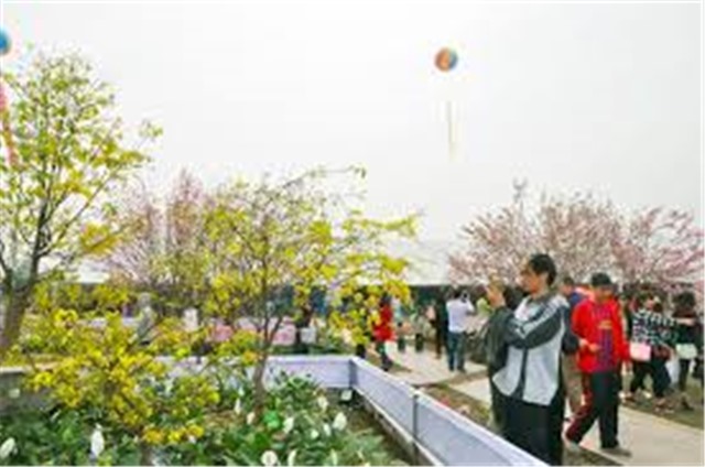 Lễ hội hoa anh đào - mai vàng Yên Tử sẽ được tổ chức từ ngày 22 đến 26/3/2018