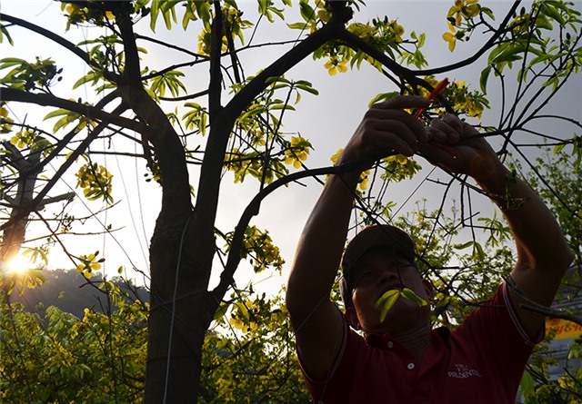 Rực rỡ sắc hoa anh đào, mai vàng Yên Tử