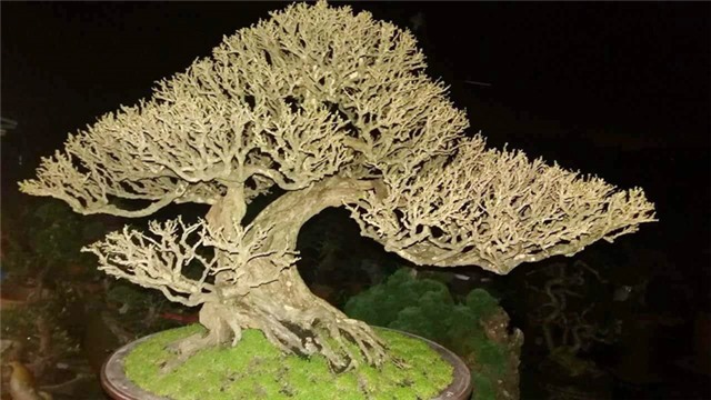 Triển lãm cây cảnh nghệ thuật Bonsai Yên Tử lần thứ hai hứa hẹn “mãn nhãn” công chúng