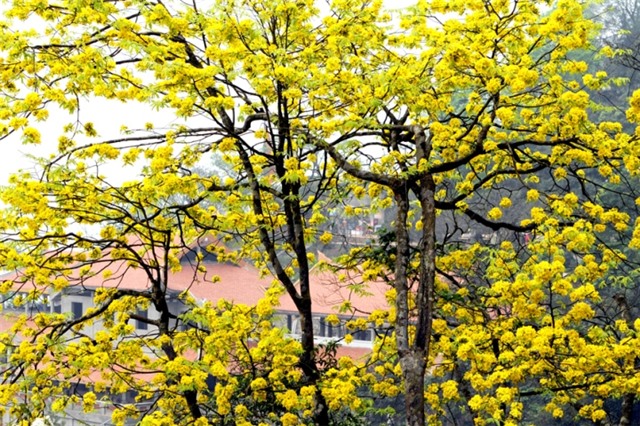 Ngắm mai vàng trên đỉnh non thiêng Yên Tử