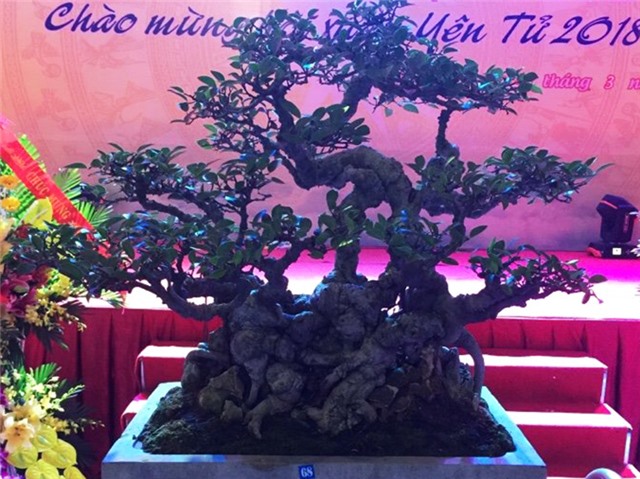 Đấu giá 4 cây cảnh nghệ thuật để làm từ thiện