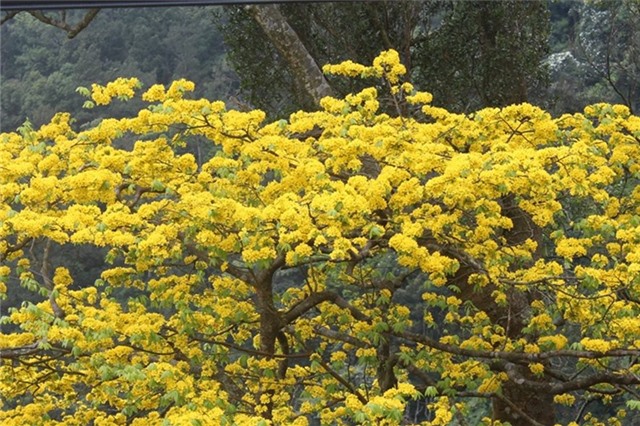 Hoa mai Yên Tử vàng rực trên non thiêng