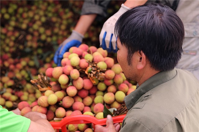 Vải chín sớm Phương Nam: Được mùa nhưng... rớt giá
