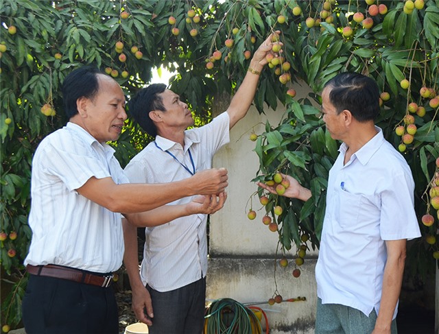 Không có tình trạng "ngăn sông, cấm chợ" ở vùng vải chín sớm Phương Nam