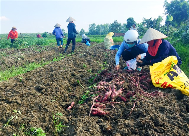 Đặc sản khoai lang "hai nước"