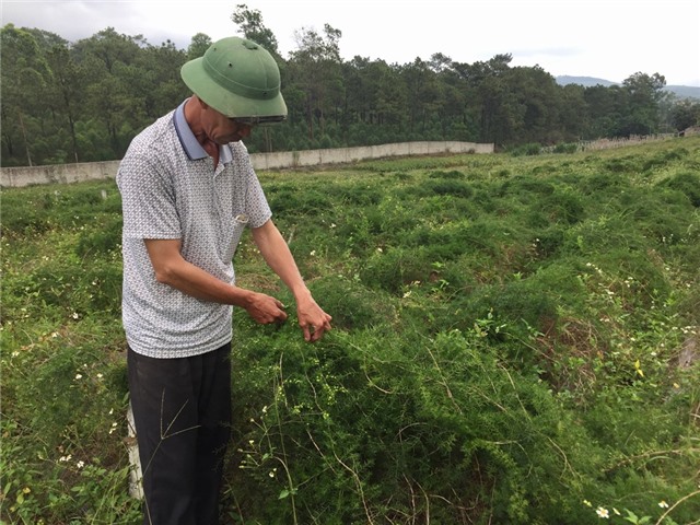 Triển vọng từ mô hình trồng cây thiên môn