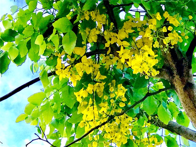 Muồng Hoàng Yến - Tô thêm nét đẹp cho thành phố