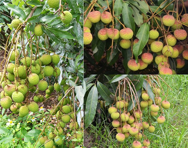 Vải chín sớm Phương Nam rớt giá, lỗi tại ai?