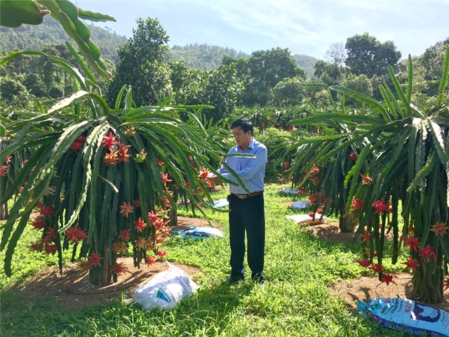 Đồng chí Đặng Đình Sách, Phó Chủ tịch UBND thành phố kiểm tra các vườn thanh long ruột đỏ