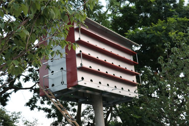 Chuẩn bị thả thí điểm chim bồ câu tại Quảng trường 25-2