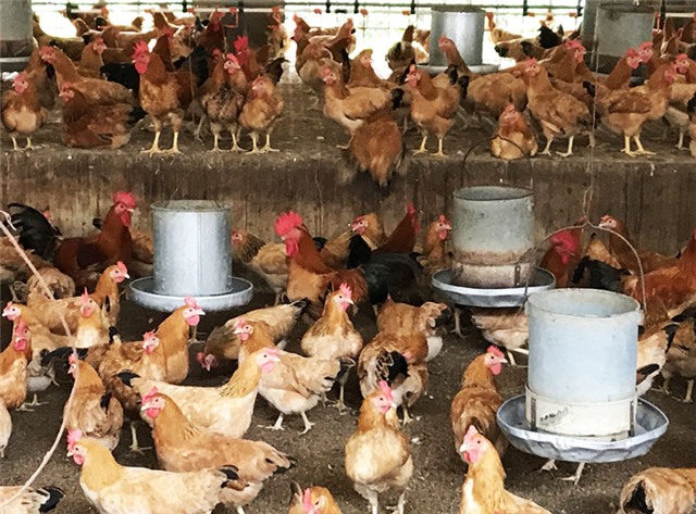 TP Uông Bí: Nhân đàn gà ri vàng rơm