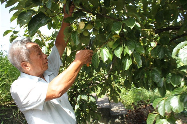 Tổ hợp tác làm kinh tế giỏi của những cựu thanh niên xung phong