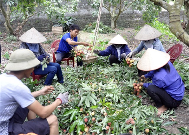 Giải pháp nào ổn định đầu ra cho nông sản địa phương?