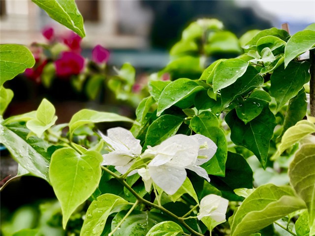 Hoa giấy, một nét thơ của thành phố trẻ