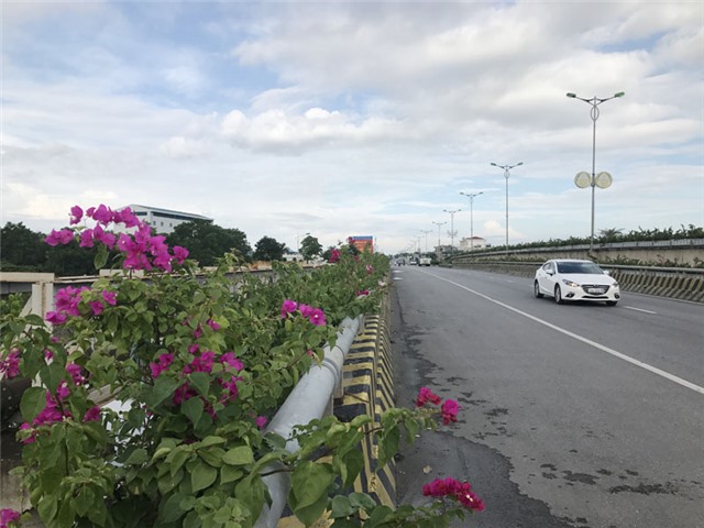Thành phố Uông Bí trồng hoa giấy làm đẹp cảnh quan