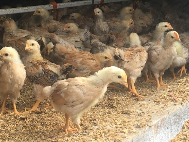 Bàn giao 4.600 gà ri giống cho các hộ chăn nuôi