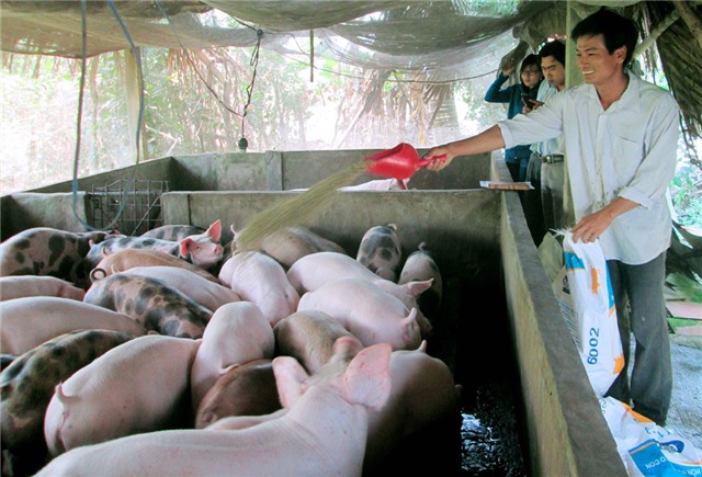 Uông Bí tăng cường phòng, chống dịch bệnh tả lợn Châu Phi