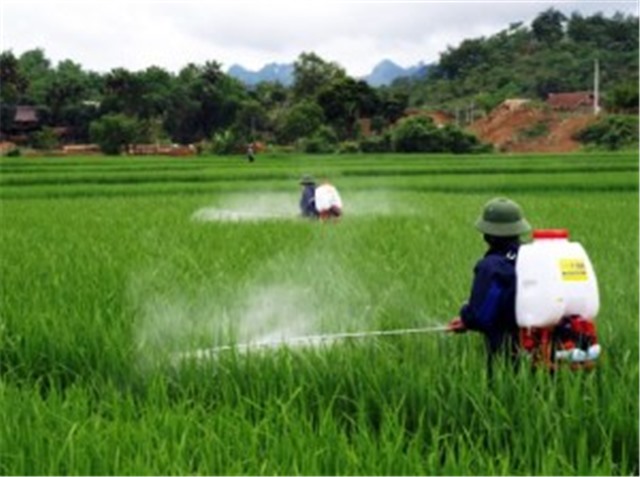 Phương án bảo vệ thực vật vụ Xuân 2019