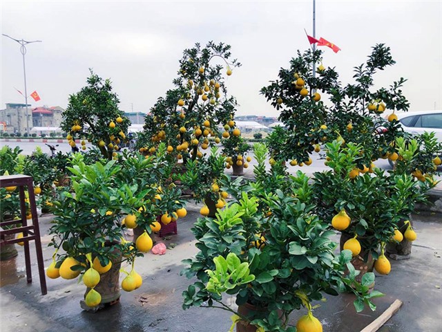 Ngày mai 25-1, chợ hoa Xuân Kỷ Hợi sẽ chính thức được diễn ra